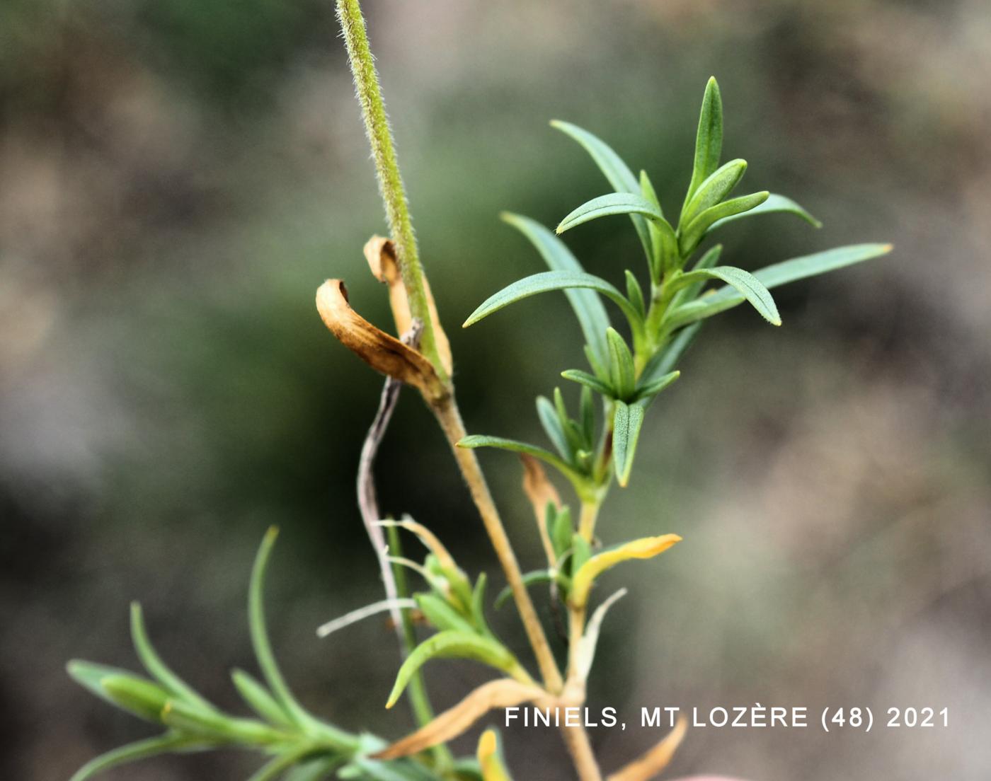 Mouse-ear, Field leaf